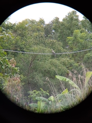 Corythaixoides concolor concolor