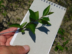 Forestiera acuminata