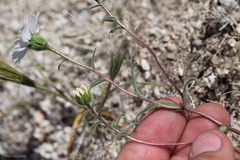 Layia glandulosa