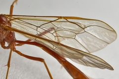 Enicospilus americanus-complex