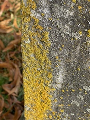 Candelaria concolor