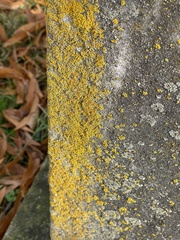 Candelaria concolor