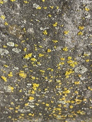 Candelaria concolor