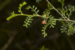Dodonaea boroniifolia