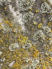 Candelaria concolor