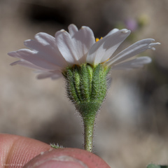 Layia glandulosa