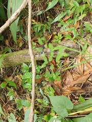 Coccocypselum herbaceum