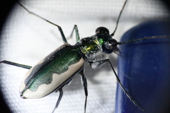 Eunota circumpicta johnsonii