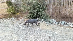 Canis familiaris familiaris