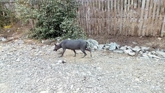 Canis familiaris familiaris