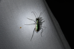 Eunota circumpicta johnsonii