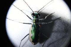 Eunota circumpicta johnsonii