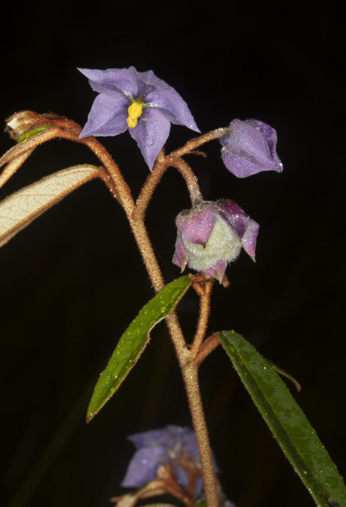 Seringia