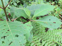 Paramastax rosenbergi