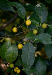 Ficus leptoclada