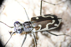 Ellipsoptera sperata