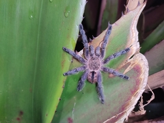 Pachistopelma rufonigrum