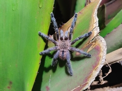 Pachistopelma rufonigrum