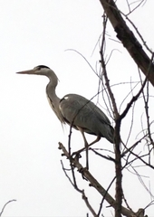 Ardea cinerea