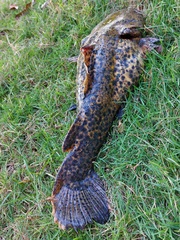 Lophiosilurus apurensis