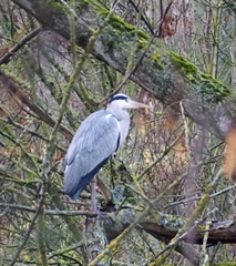 Ardea cinerea