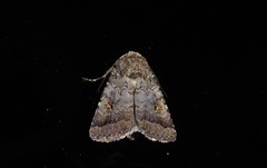 Proteuxoa tetronycha