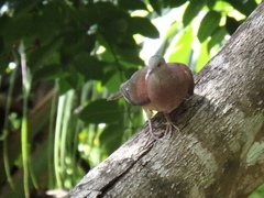 Nesoenas picturatus