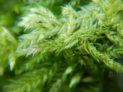 Entodon cladorrhizans