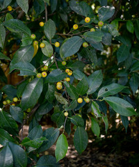 Ficus leptoclada