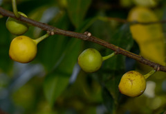 Ficus leptoclada