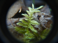 Entodon cladorrhizans