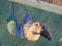 Pteropus seychellensis