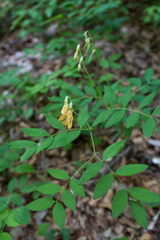 Lathyrus laevigatus occidentalis