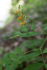 Lathyrus laevigatus occidentalis