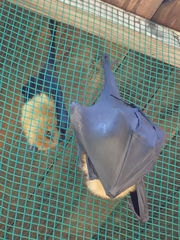 Pteropus seychellensis