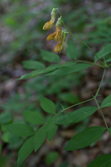 Lathyrus laevigatus occidentalis