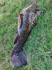 Lophiosilurus apurensis