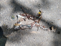 Dendrophidion bivittatus