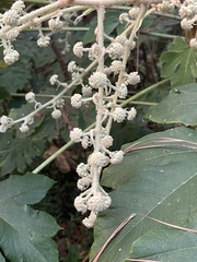 Tetrapanax