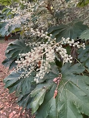 Tetrapanax