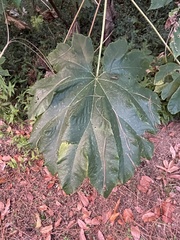 Tetrapanax