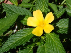 Turnera angustifolia