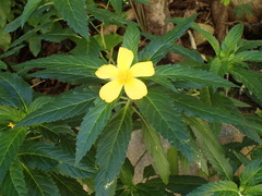 Turnera angustifolia