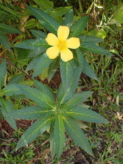 Turnera angustifolia