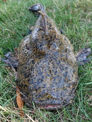 Lophiosilurus apurensis