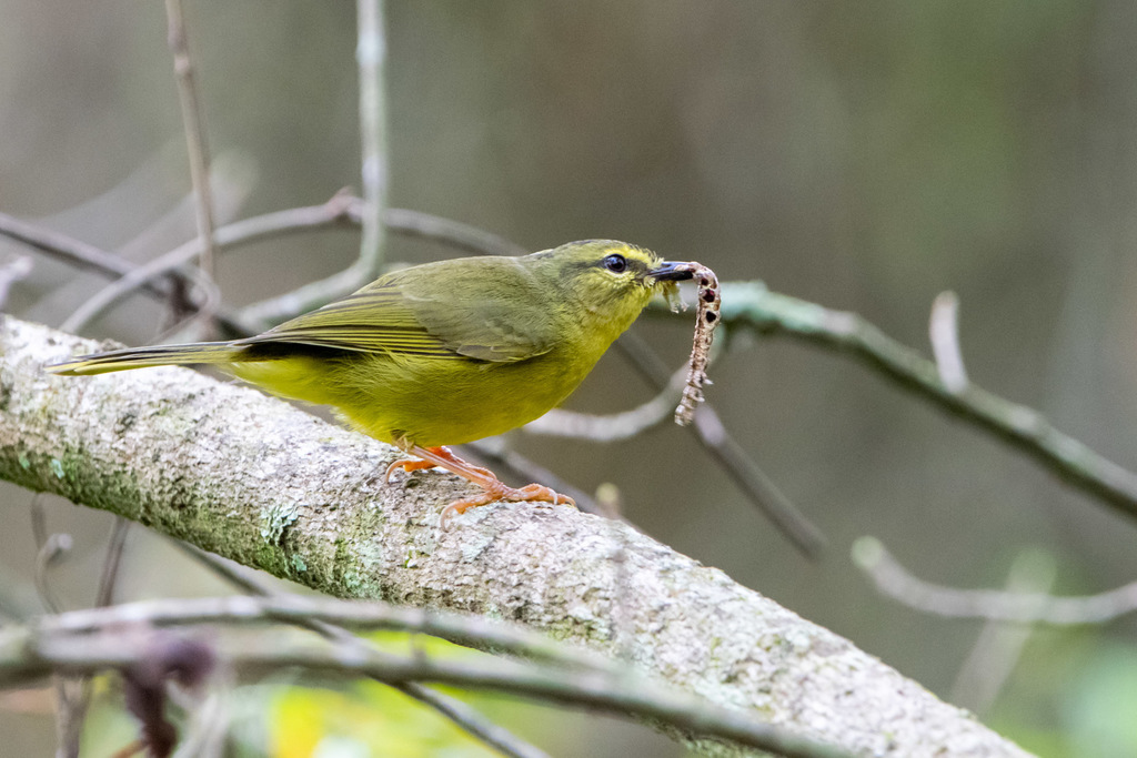 Two-banded Warbler photo