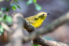 Myiothlypis bivittata