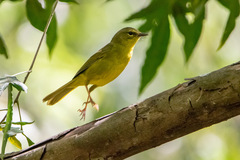 Myiothlypis bivittata