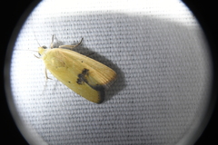 Ponometia tortricina