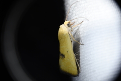 Ponometia tortricina